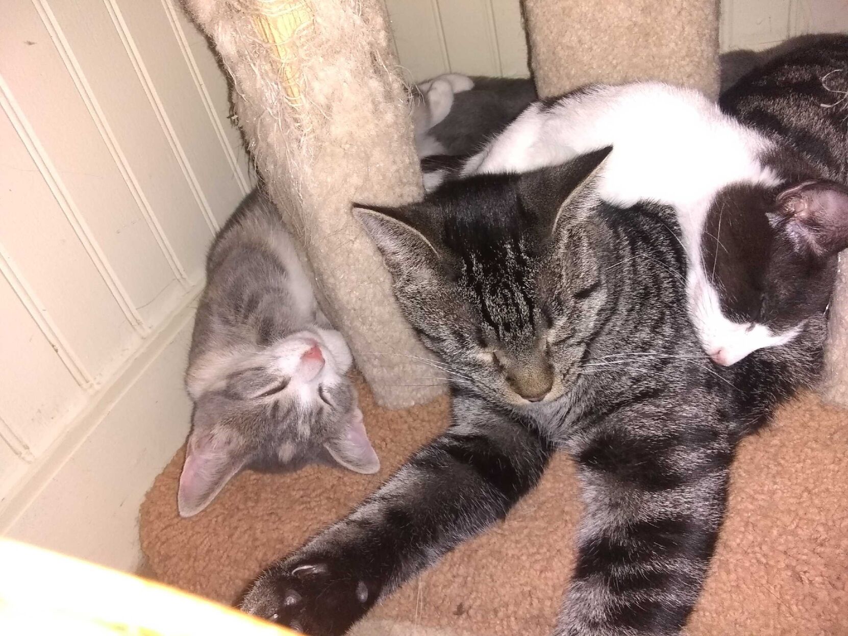 Roo with kittens.